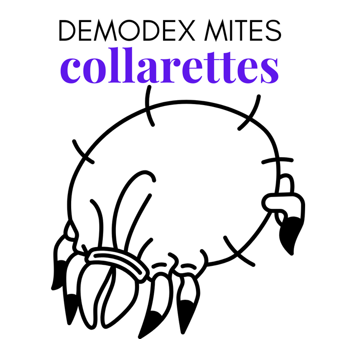 Demodex Mites Collarettes: What They Are and How to Identify & Treat Eye Irritation