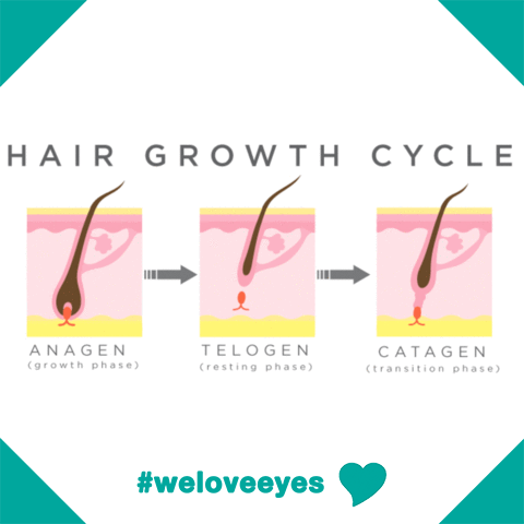 The Cosmic Growth Cycle of Eyelashes