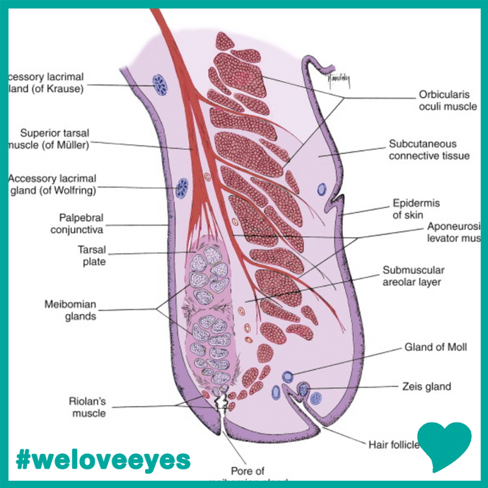 Learn EYELASH ANATOMY 101 on National Lash Day